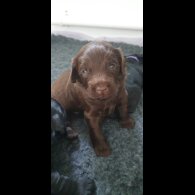 Labradoodle - Both