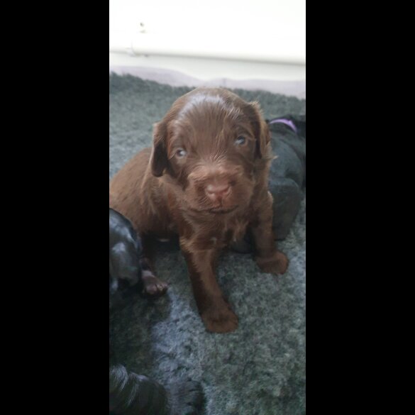 Labradoodle - Both