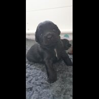 Labradoodle - Both