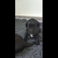 Labradoodle - Both