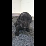 Labradoodle - Both