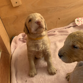 Labradoodle - Both