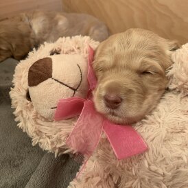 Labradoodle - Both