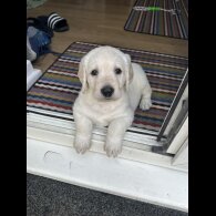 Labradoodle - Both