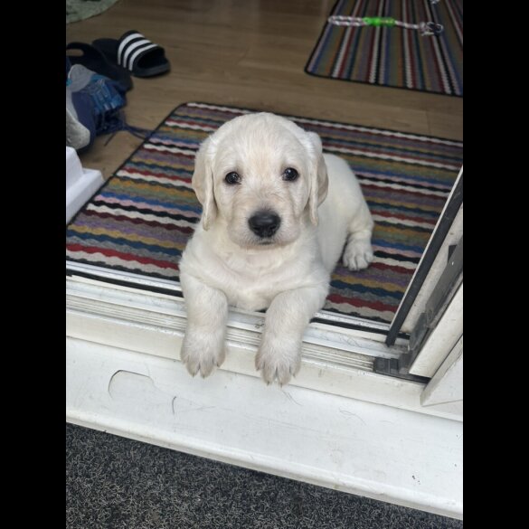 Labradoodle - Both