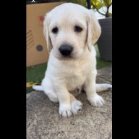 Labradoodle - Both