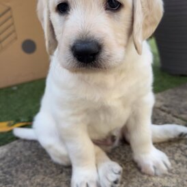 Labradoodle - Both