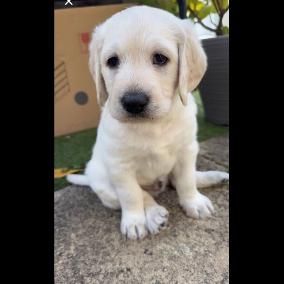 Labradoodle - Both