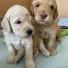 Labradoodle - Both