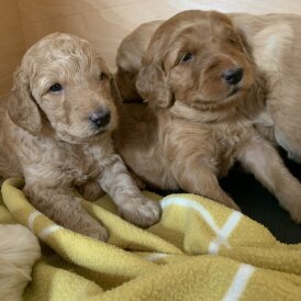 Labradoodle - Both