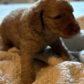 Labradoodle - Both