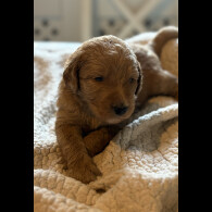 Labradoodle - Both