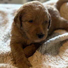 Labradoodle - Both