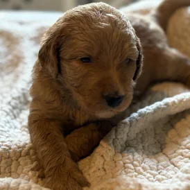 Labradoodle - Both