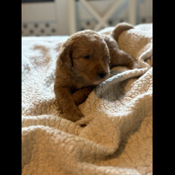 Labradoodle - Both