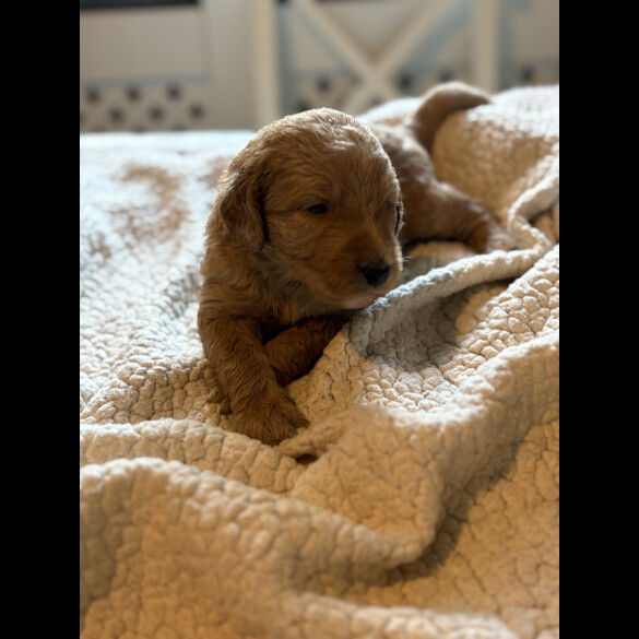 Labradoodle - Both