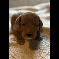 Labradoodle - Both