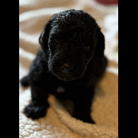 Labradoodle - Both