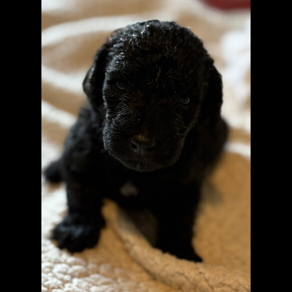 Labradoodle - Both