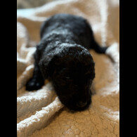Labradoodle - Both
