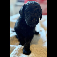 Labradoodle - Both