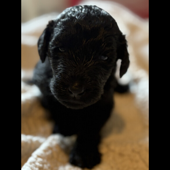 Labradoodle - Both