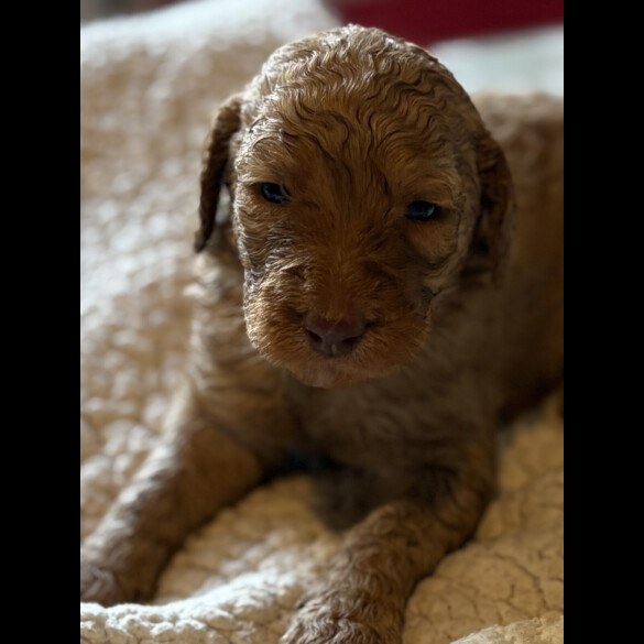 Labradoodle - Both