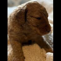 Labradoodle - Both