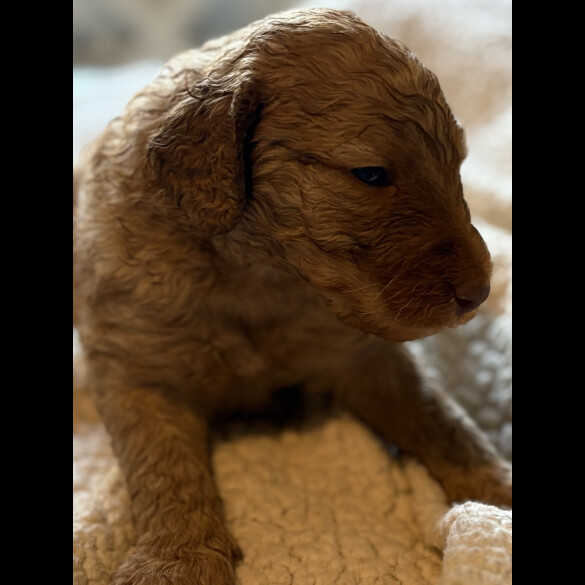 Labradoodle - Both