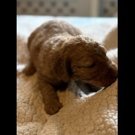 Labradoodle - Both