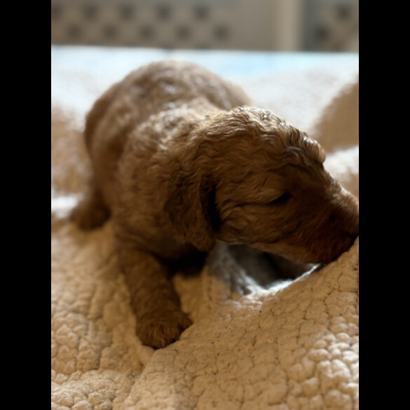 Labradoodle - Both