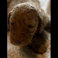 Labradoodle - Both