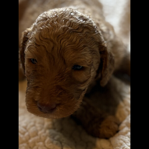 Labradoodle - Both