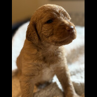 Labradoodle - Both
