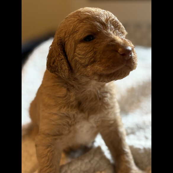 Labradoodle - Both