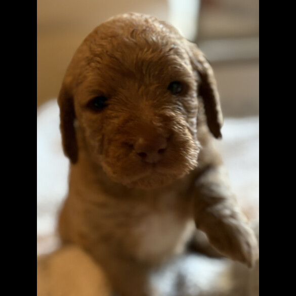 Labradoodle - Both