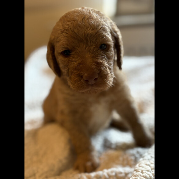 Labradoodle - Both