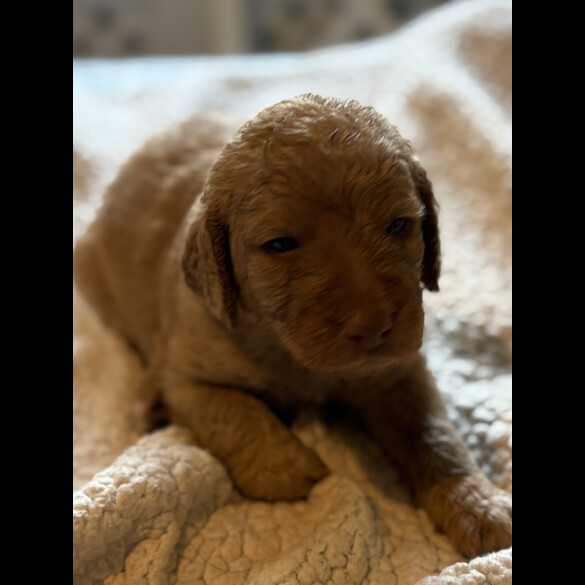 Labradoodle - Both
