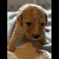 Labradoodle - Both