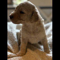 Labradoodle - Both