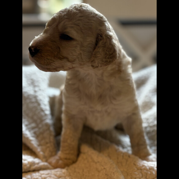 Labradoodle - Both