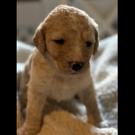 Labradoodle - Both