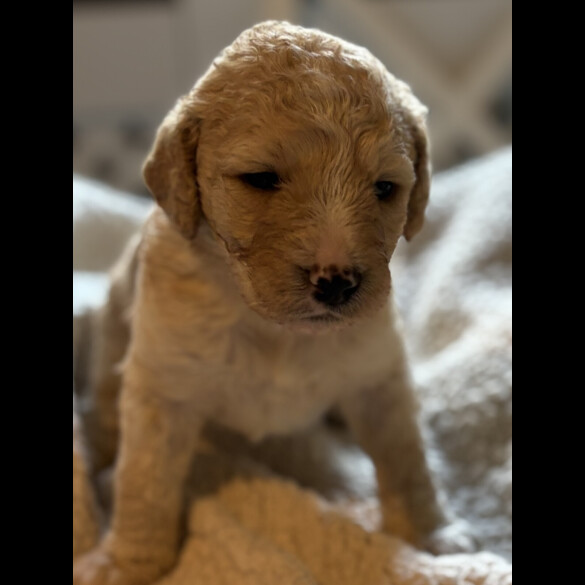 Labradoodle - Both