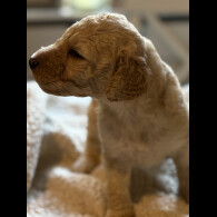 Labradoodle - Both