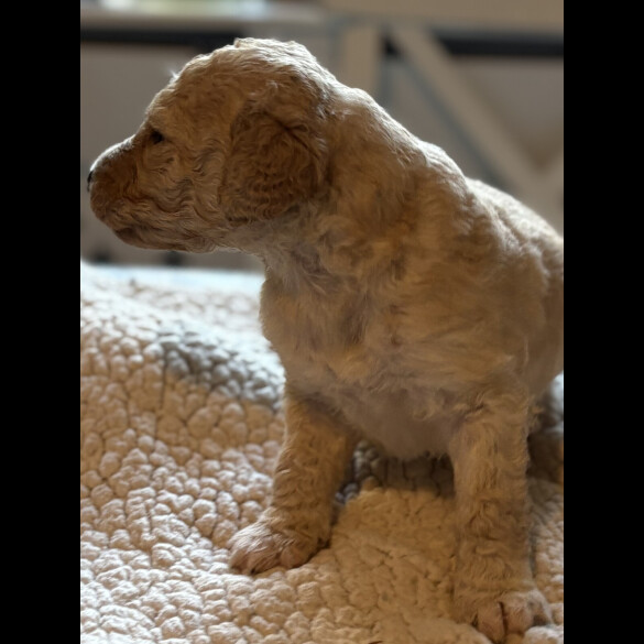 Labradoodle - Both
