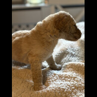 Labradoodle - Both