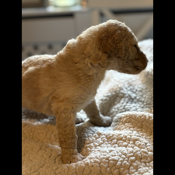 Labradoodle - Both