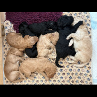 Labradoodle - Both