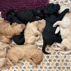 Labradoodle - Both