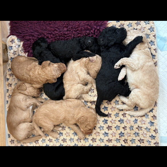 Labradoodle - Both